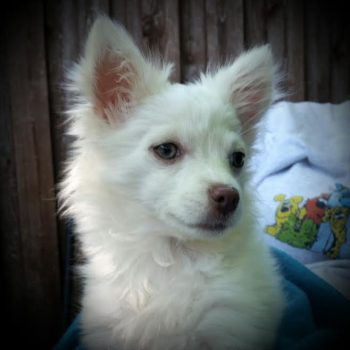 Gidget – Puppy, Special Needs