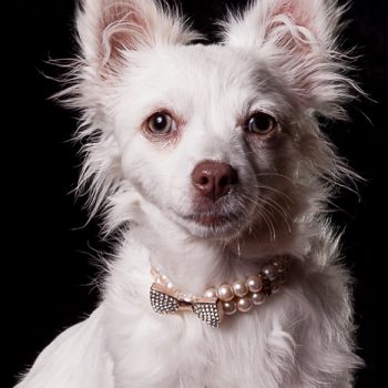 Gidget – Puppy, Special Needs