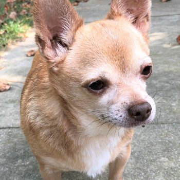 SPIKE