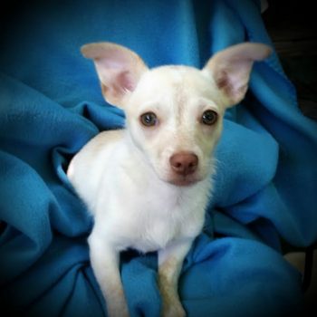Lily – Puppy