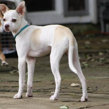 BooBoo – Needs Experienced Adopter