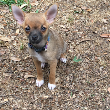 Delta – Puppy
