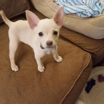Harley (female) – Puppy