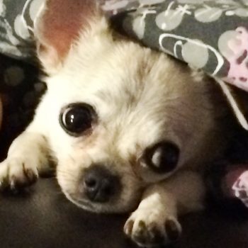 PEBBLES