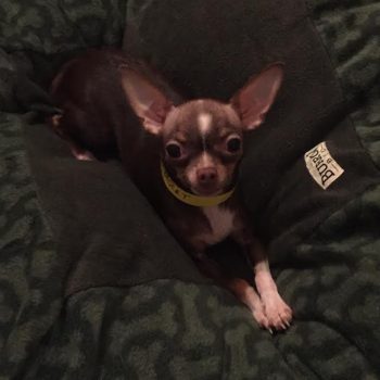 Piglet