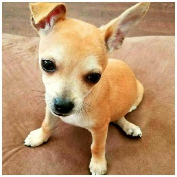Rico – Puppy