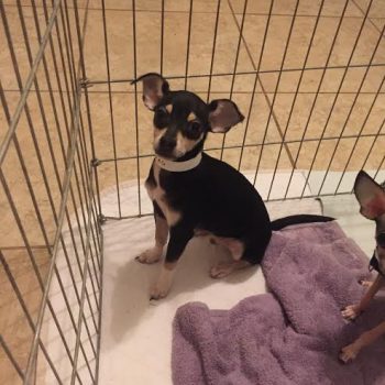Socks – Puppy
