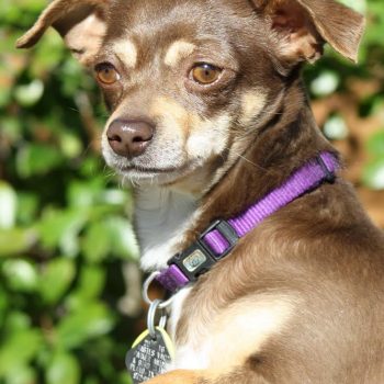 Summer – Needs Experienced Adopter