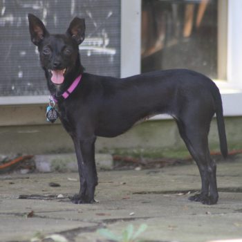 Shadow (female)