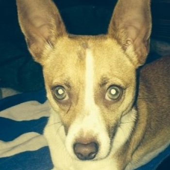 BARCLAY – COURTESY POSTING