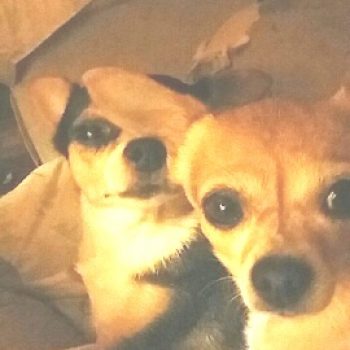 PEANUT AND PEPPER – COURTESY POSTING