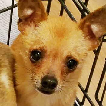 R.C. Murphy – Experienced Chi Owner