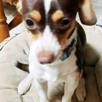FRANKIE