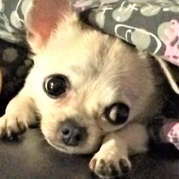PEBBLES – Experienced Chi Owner