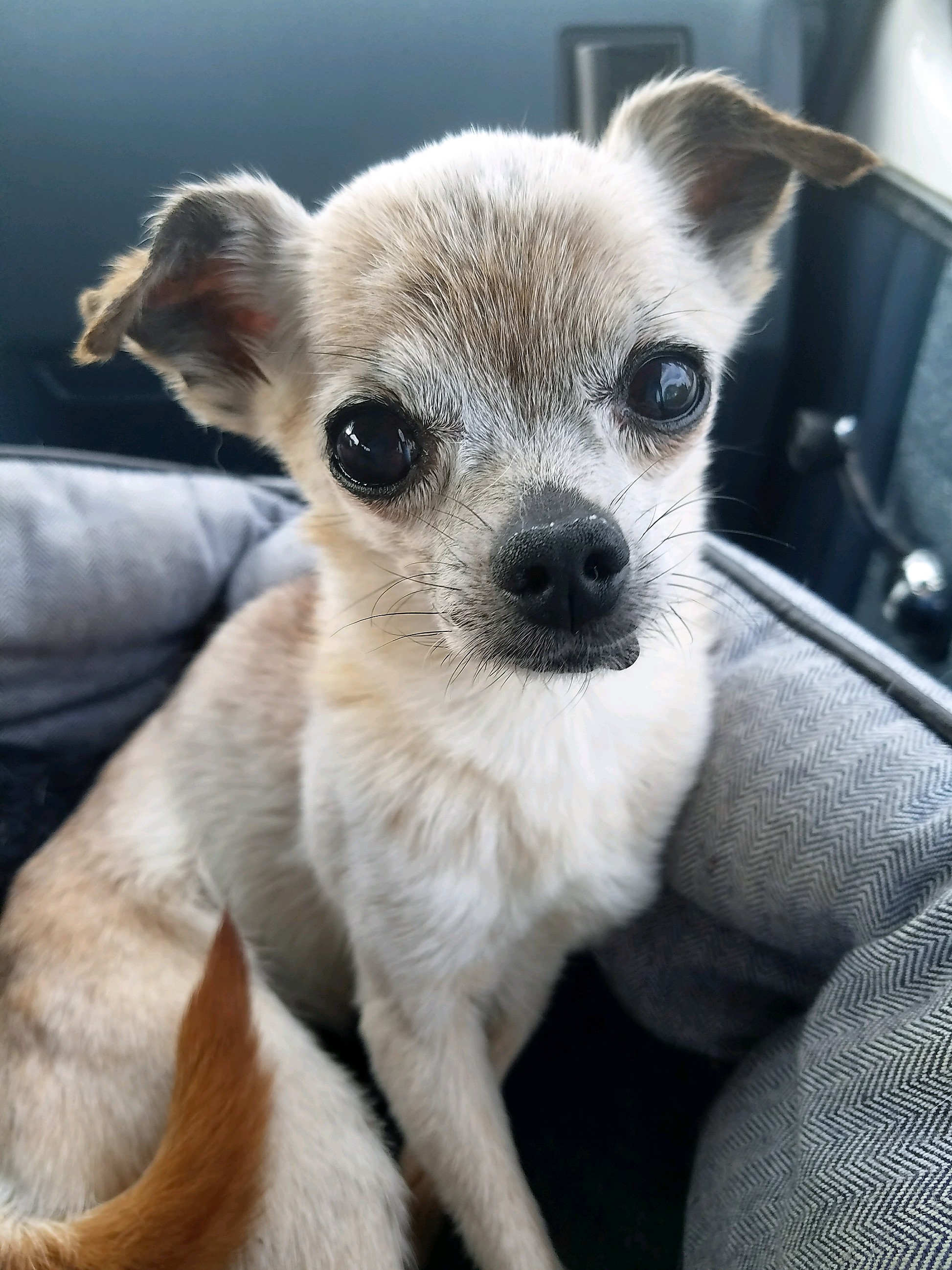I. Introduction to Chihuahua Rescue and Education Programs