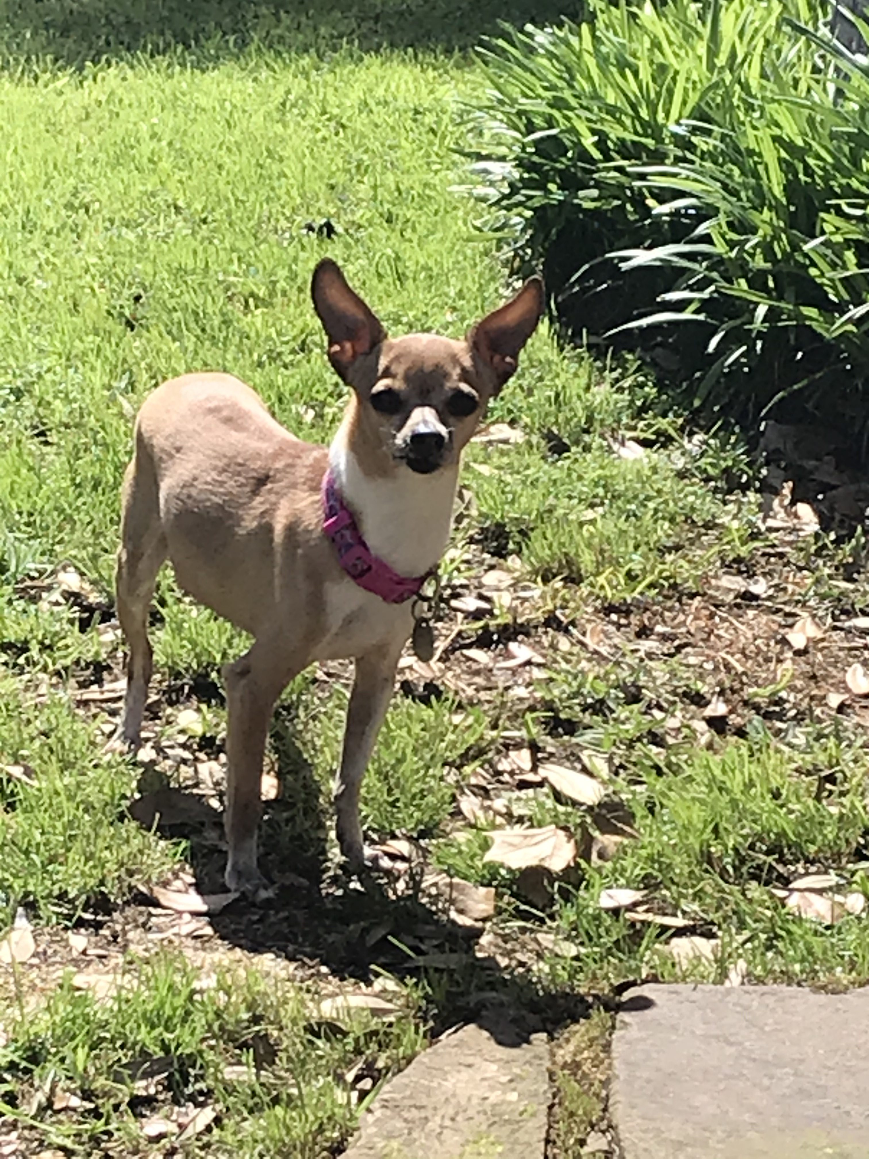 rescued chihuahuas needing adoption