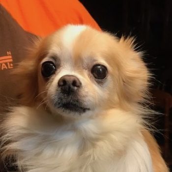 Chihuahua rescue and transport sales midwest