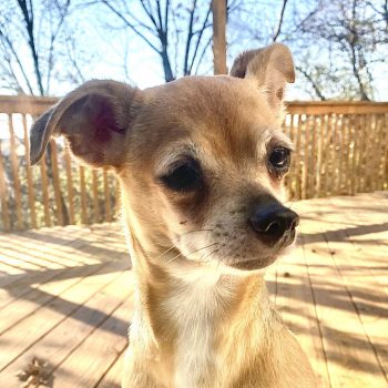 Chihuahua rescue sales and transport midwest