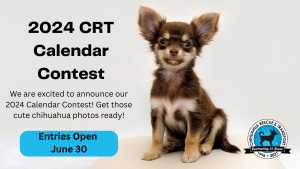Special needs chihuahuas for sales adoption