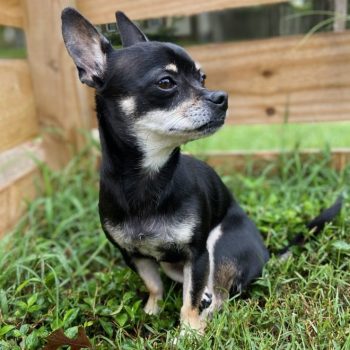 Chihuahua rehoming near me cheap