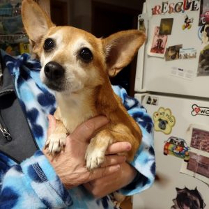 Chihuahua sales rescue midwest