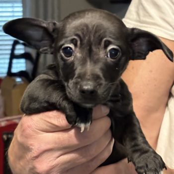 Chihuahua rescue and best sale transport