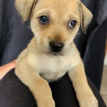 Myrtle – Puppy – Available Mid May