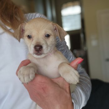 Luna – Puppy – Available Mid May