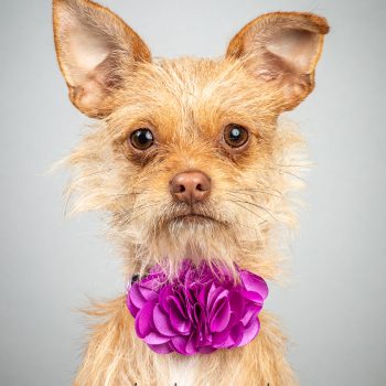 Gidget – Chihuahua / Yorkie Mix