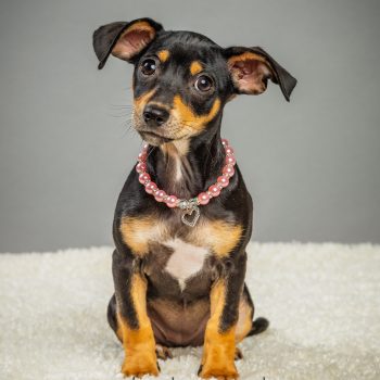 Alice – Puppy – Coming Mid-May