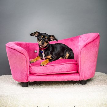 Betty White – Puppy – Coming Mid-May