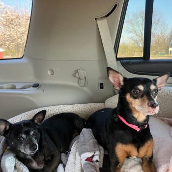 MOLLY AND DAISY *BONDED PAIR*