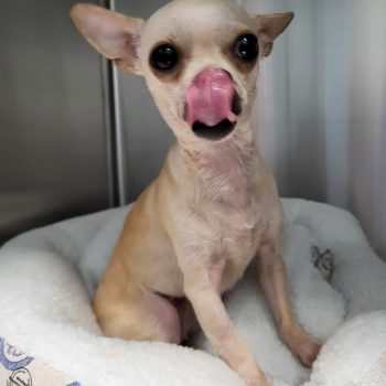 BELLA- FOSTER TO ADOPT